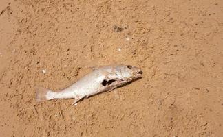 A Dead Fish that washed up on shore that vulture had been feeding on. photo