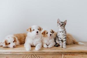 tres perros y un lindo gato foto
