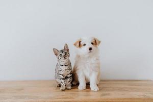 lindo gato y perro parados juntos foto