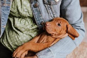 cute vizsla puppy in unknown human hands photo