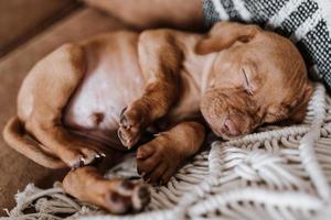 cute vizsla puppy sleeping photo
