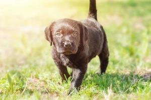 Labrador retriever puppy. Little dog on the green grass. photo