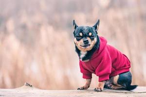 Chihuahua dog in clothes. Pet on a blurred background.