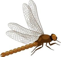 dragonfly. side view on realistic dragonfly vector