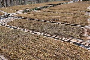 secado de hojas de tabaco que habían sido cortadas en el panel de bambú con luz solar natural. foto