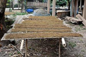 secado de hojas de tabaco que habían sido cortadas en el panel de bambú con luz solar natural. foto