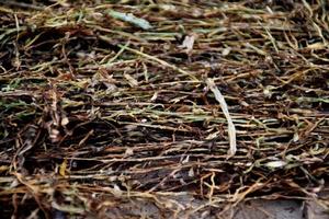 Drying tobacco leaves which had been sliced on the bamboo panel with natural sunlight. photo