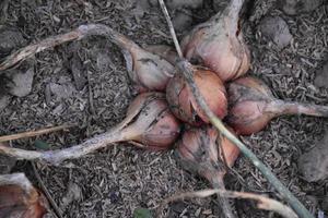 Chalotes tailandeses tradicionales cultivados y cuidados con fertilizantes orgánicos. foto