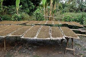 Drying tobacco leaves which had been sliced on the bamboo panel with natural sunlight. photo