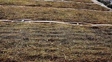 Drying tobacco leaves which had been sliced on the bamboo panel with natural sunlight. photo