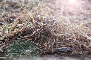 secado de hojas de tabaco que habían sido cortadas en el panel de bambú con luz solar natural. foto