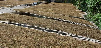 secado de hojas de tabaco que habían sido cortadas en el panel de bambú con luz solar natural. foto