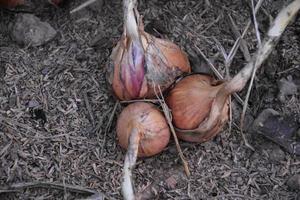 Chalotes tailandeses tradicionales cultivados y cuidados con fertilizantes orgánicos. foto