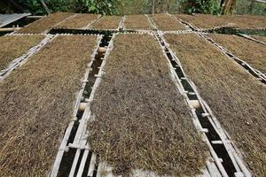 secado de hojas de tabaco que habían sido cortadas en el panel de bambú con luz solar natural. foto