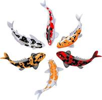 Set of Koi carps, japanese fish. korean animals. Engraved hand drawn line art Vintage tattoo monochrome sketch for label. Japanese koi fish vector