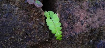 Wild green maidenhair fern growing between the wall. photo