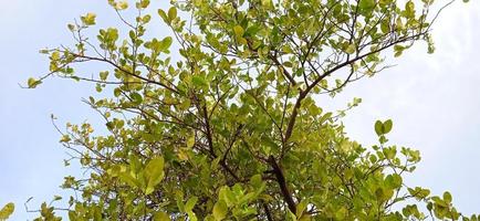 Bottom angle with landscape view of green lime tree branch with a white and blue sky background. photo