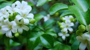 murraya paniculata eller namnet orang jessamine, porslin buxträd, andaman satinwood, kinesisk buxbom buske. vita blommor som doftar på natten video