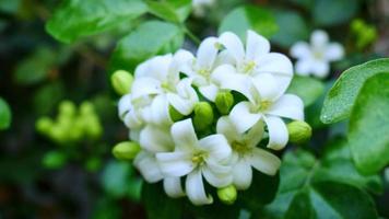 Murraya paniculata or name Orang Jessamine, China Box Tree, Andaman Satinwood, Chinese Box-wood bush. White flowers that are fragrant at night video