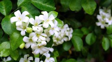 murraya paniculata o nombre orang jessamine, boj de china, andaman satinwood, arbusto de boj chino. flores blancas que son fragantes por la noche