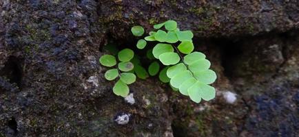 Wild green maidenhair fern growing between the wall. photo