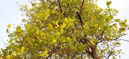 Bottom angle with landscape view of green lime tree branch with a white and blue sky background. photo