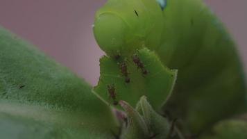 la oruga o oruga verde está royendo las hojas del adenium. plagas de insectos de plantas con flores y follaje.