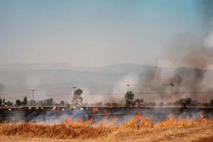 PM 2.5 air pollution problem from rice burning in rice fields by farmers. photo