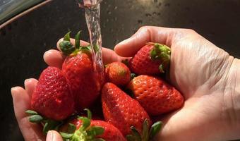 Strawberries in female hands under water jet of faucet for washing. photo