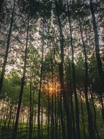 sunset through the forest photo