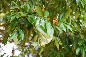 Red ant on lychee tree, Ant nest with leaf on green tree photo