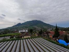 el uso de plástico para la industria agrícola todavía es necesario para evitar el crecimiento de hierba alrededor de los productos agrícolas cultivados foto