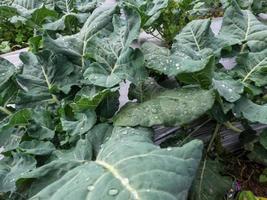 el cultivo de repollo en las tierras altas produce resultados óptimos, aire fresco y suficiente luz solar foto