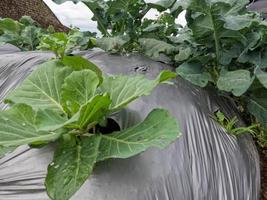 Cabbage  cultivation in the highlands produces optimal results, cool air and sufficient sunlight photo