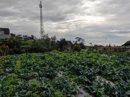 Cabbage  cultivation in the highlands produces optimal results, cool air and sufficient sunlight photo