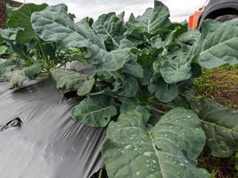 el cultivo de repollo en las tierras altas produce resultados óptimos, aire fresco y suficiente luz solar foto