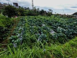 Cabbage  cultivation in the highlands produces optimal results, cool air and sufficient sunlight photo