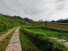 vista de un camino estrecho en el campo con un entorno verde con aire fresco foto