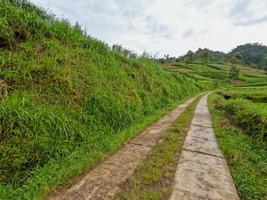 vista de un camino estrecho en el campo con un entorno verde con aire fresco foto