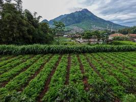 The appearance of Mount Merapi Boyolali, Central Java seen from the north side with agricultural land as foreground photo