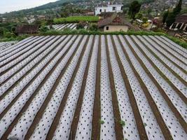 el uso de plástico para la industria agrícola todavía es necesario para evitar el crecimiento de hierba alrededor de los productos agrícolas cultivados foto