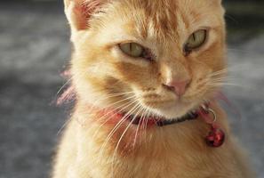 Ginger cat is looking for food. Cat waiting for food. Ginger cat wearing a red collar with red bell photo