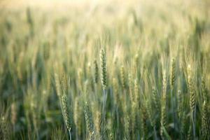 Landscape view of wheat field. photo