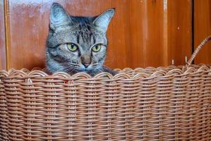 un gato sentado en la canasta. foto