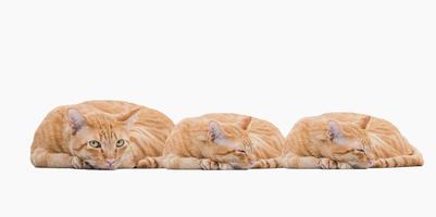 Lying tabby ginger cats isolated on white background. photo