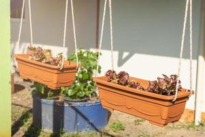 Close-up of brown pot with growing Red Rapid Lettuce Raw or Organic Salad in flower pot for small space. photo