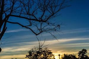 Beautiful silhouette leafless tree and sunset sky, blue and yellow backlight. photo