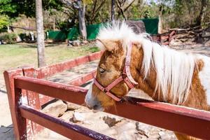 Closeup of sad eye of miniature horse or pony looking like showing very unhappy about loneliness. photo