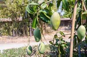 mangos verdes crudos frescos colgando de un árbol de mango. enfoque selectivo en mango fresco en la parte superior de las plantas en el jardín. foto