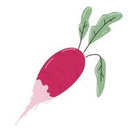 Long ripe pink radish with leaves icon in cartoon style. Organic food. vector